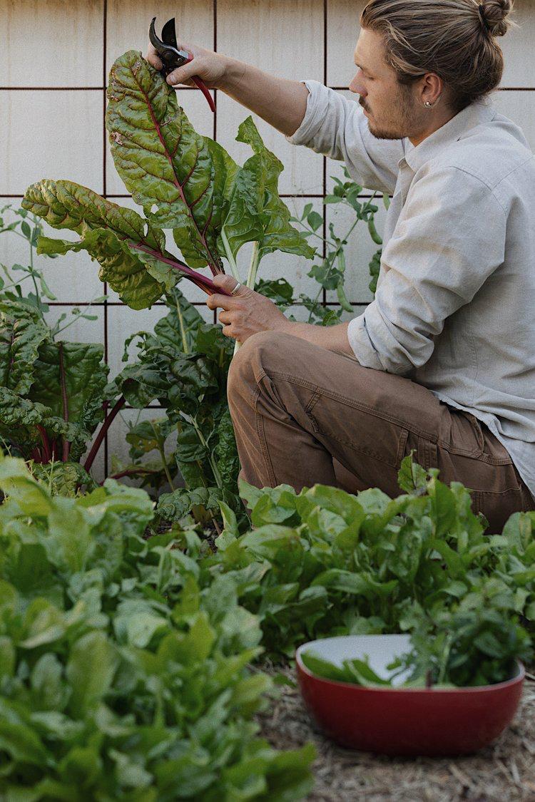 Greau Forage ecological workshop — native food foraging and bush food education, Illawarra NSW