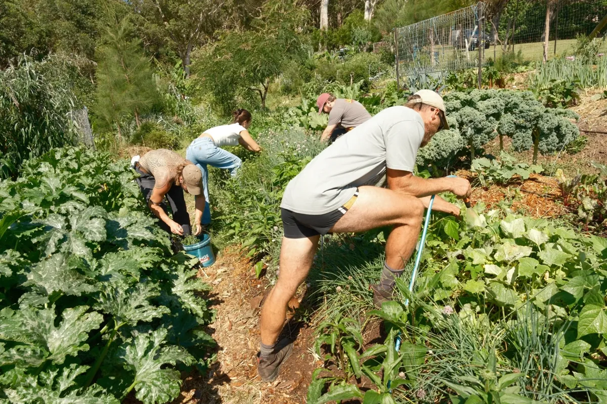 Greau Forage ecological workshop — native food foraging and bush food education, Illawarra NSW