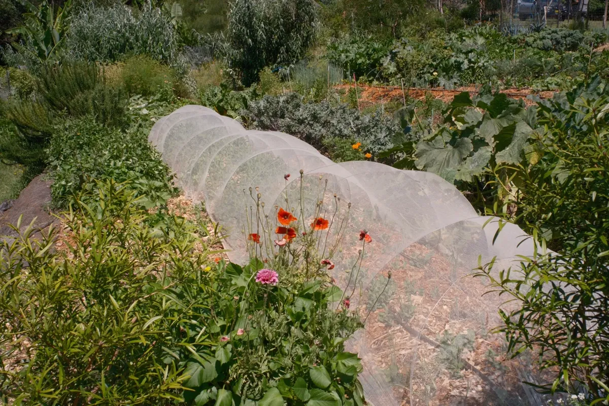 Greau Forage ecological workshop — native food foraging and bush food education, Illawarra NSW
