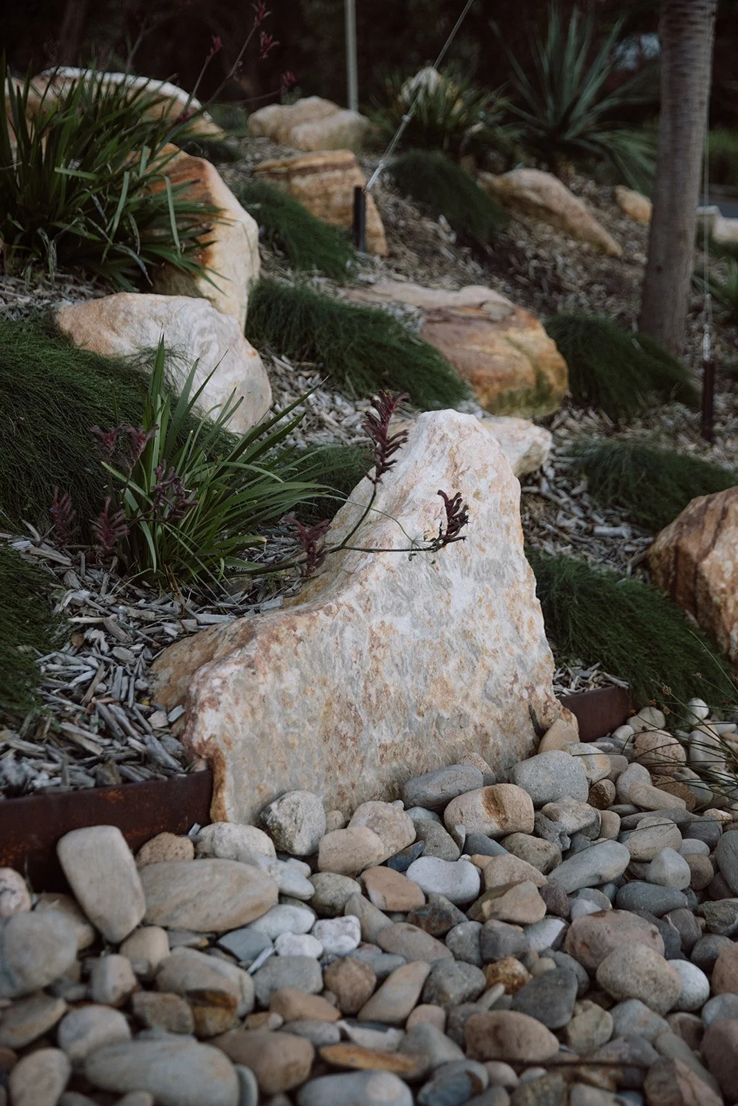 Coledale Cove — regenerative landscape design project by Greau Studio, Illawarra NSW
