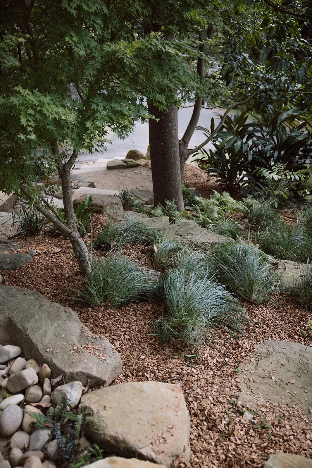 Escarpment Walkway — regenerative landscape design project by Greau Studio, Illawarra NSW